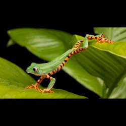 Phyllomedusa tomopterna