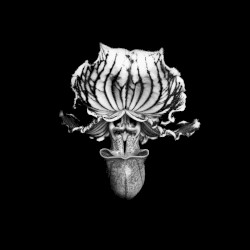 О т б л е с к