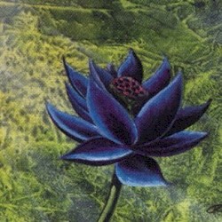 black lotus
