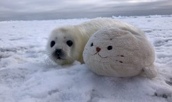 regression