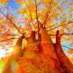 Anima-Plasma_Respirer la Lumière