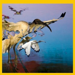 PSYCHE BIRDS (Original Motion Picture Soundtrack)