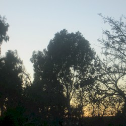 Crows