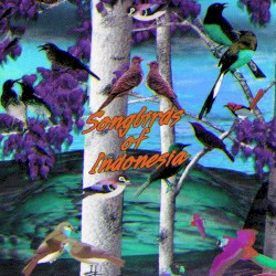 Song Birds of Indonesia