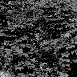 The Overgrown Path