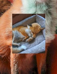 New Year Fox Friend :)