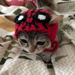 Love Lust