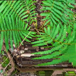 Forest of Frogs / Oomycota