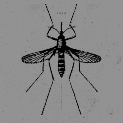 The Mosquito Control EP