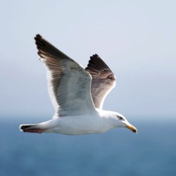 My Home is Above the Clouds