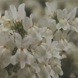 リナリア