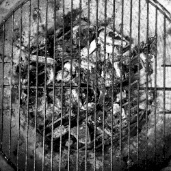 Songs in the Key of Meat: Music from SMB 5th Anniversary