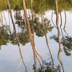 Faller (September 2020)