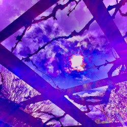 Moonflower