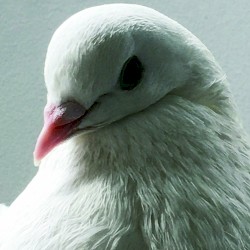 Mukogenerator