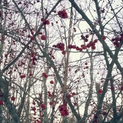 Of Lovers and Tribes