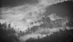 Forests Are Our Precious Friends That Love Us Unconditionally