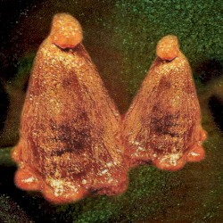 Oocyte Oil & Stolen Androgens