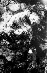 Darkness Enshrouded the Mist / Mons Veneris