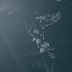 through the park in a summer night