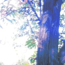 Let’s Walk on the Path of a Blue Cat