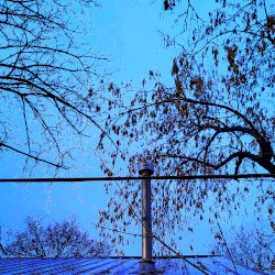 IV