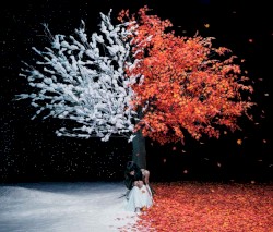Akane Sasu (茜さす) / everlasting snow