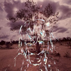 木々の木々木々