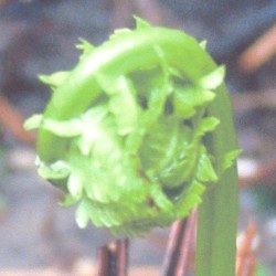 Fern Room