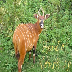 LXXIX. I Spot the Hills With Yellow Balls in Autumn