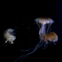 Medusozoa