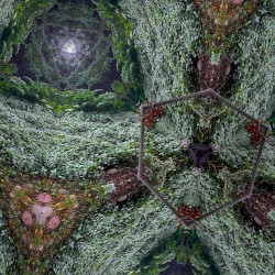 THE EUCALYPTUS GROVE