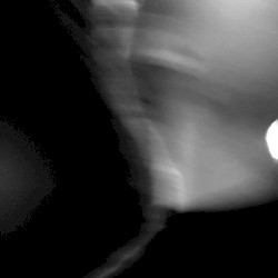 Spring Break Forever