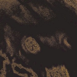 Stimulus Progression