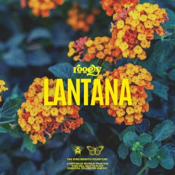 Lantana