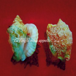 "La jungle nous appelle" dit-elle