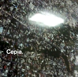 Cepia