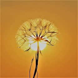 High Plains of the Drifting Sun