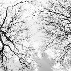 Crown Shyness Part 1