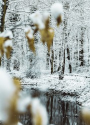 To Watch His Woods Fill Up With Snow
