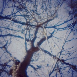 ʚଓ˚ᨒ↟❀ Trädet från förr 𓇢𓆱