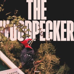 The Woodpecker