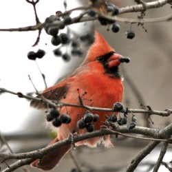 The Cardinal