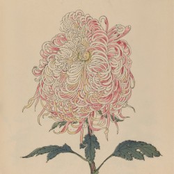 Collected Sound Fragments