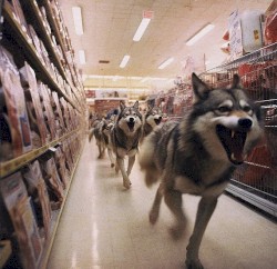 Wolves Burned Down The Walmart