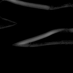 Insects