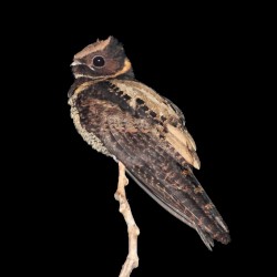 before we destroy the midwest