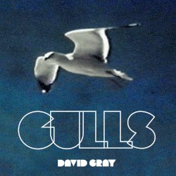 Gulls