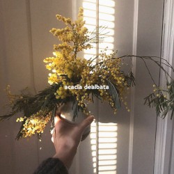 Acacia Dealbata