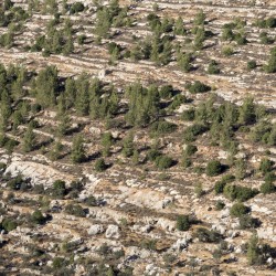 Cremisan: Prologue to a Blade